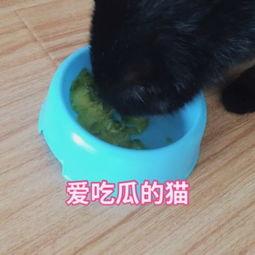 猫咪小孩吃瓜视频,萌娃与萌猫共赏夏日瓜果乐