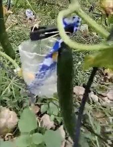 奉节吃瓜后续事件真相视频,真相揭露与后续影响深度解析