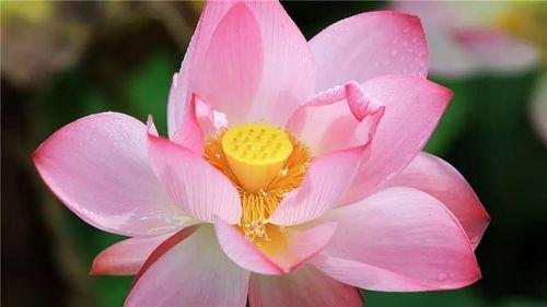 莲叶吃瓜视频,揭秘植物界的趣味食事