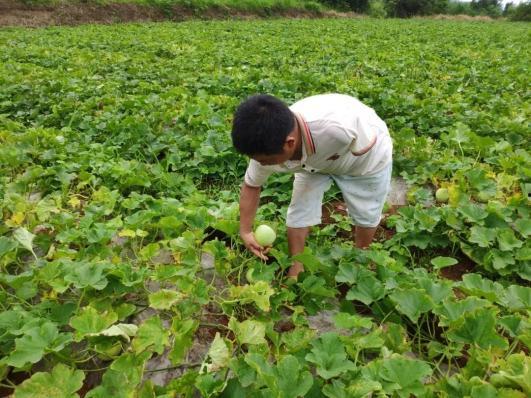 分宜吃瓜视频,揭秘当地特色美食与风土人情