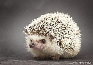 刺猬偷瓜吃视频大全,趣味盎然的动物偷食大揭秘