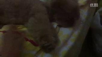 姐姐和五姐吃瓜视频,姐姐与五姐的欢乐吃瓜时刻