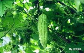 空调里吃瓜的视频,空调里吃瓜的惬意时光