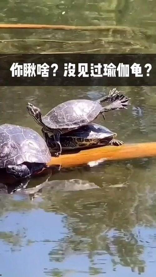 黑瓜吃料每日更新正能量视频,黑瓜吃料，陪你笑对生活挑战