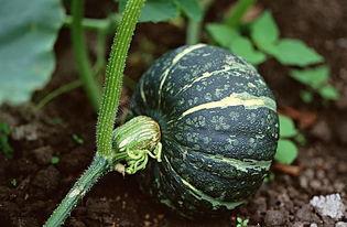 吃瓜野生大爷视频下载,视频下载背后的故事