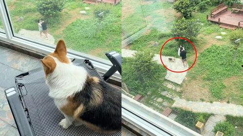 狗子吃瓜看人吵架视频,萌态十足引网友热议